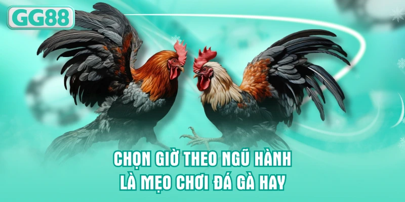 Chọn giờ theo ngũ hành là mẹo chơi đá gà hay