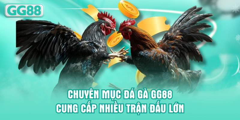Chuyên mục đá gà GG88 cung cấp nhiều trận đấu lớn